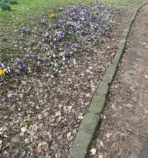 Purple for Polio Crocuses in Bloom