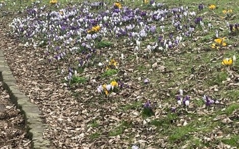 Purple for Polio Crocuses in Bloom